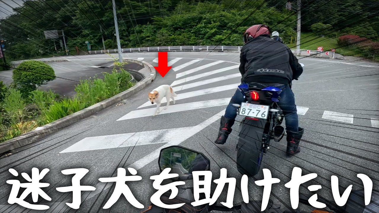 道の真ん中で迷子犬を見つけたので助けたかったバイク乗りの一部始終