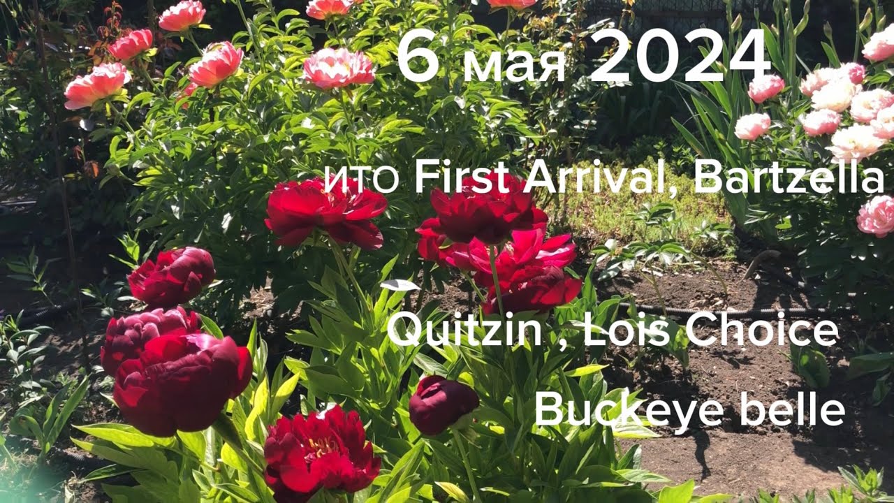 6  мая 2024.Пионы QUITZIN,Lois Choice,Buckeye belle,Postillion,Red carm,ИТО first arrival,Bartzella