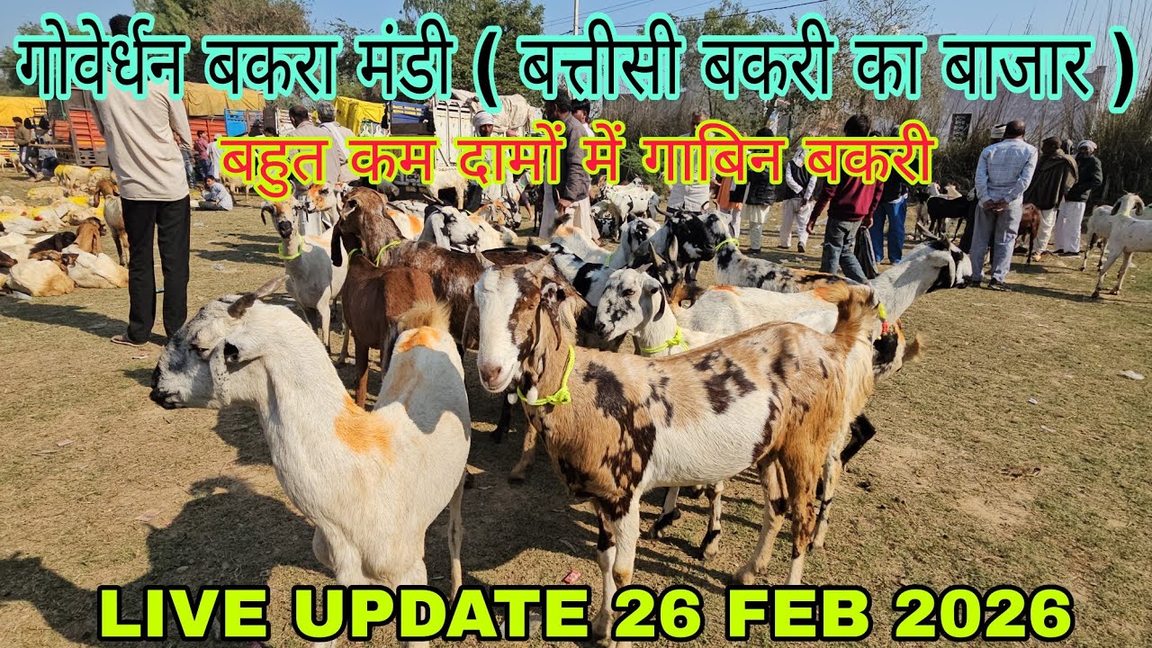 गोवेर्धन बकरा मंडी उत्तर प्रदेश | बत्तीसी बकरी बाजार || LIVE UPDATE 26 FEB 2026 | दूध की गाबिन बकरी 