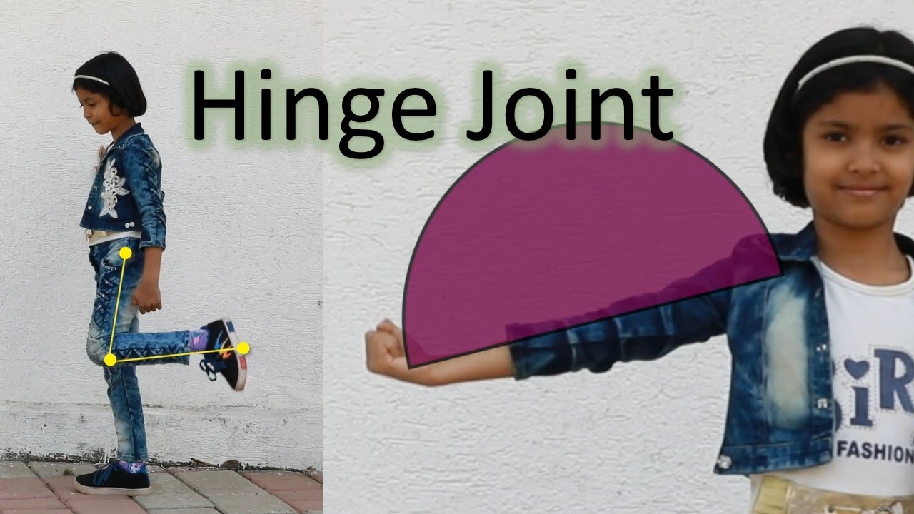 Hinge joint I Movable Joints part - 4