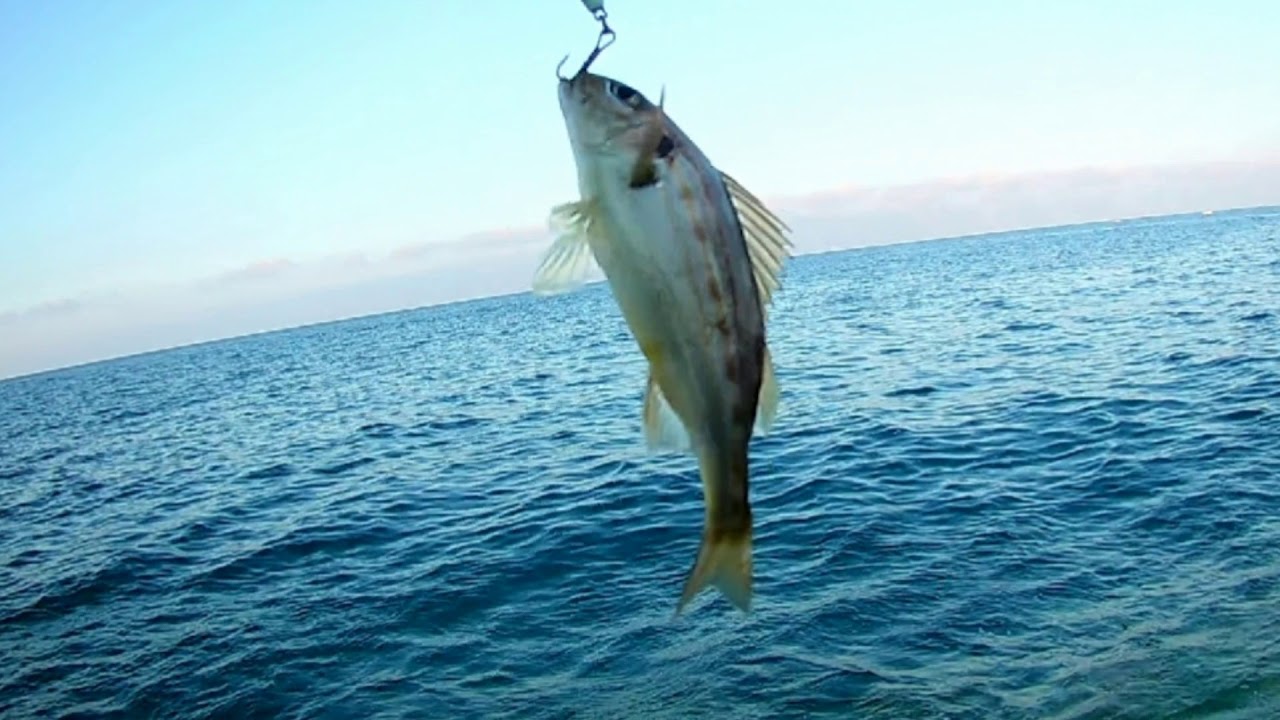 Alanya lrf worm ma2 dip balık avları asob