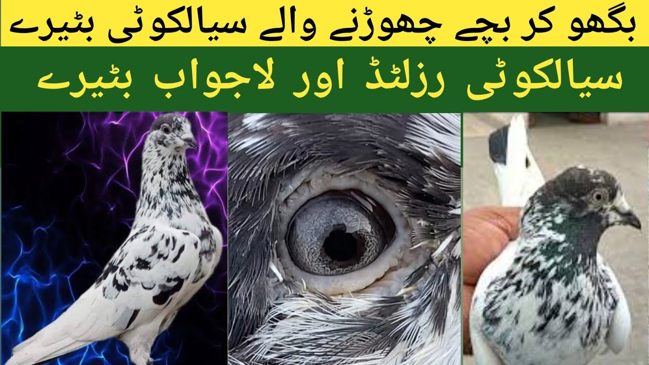 15 سال پُرانے نایاب ترین اور رزلٹڈ بٹیرے کبوتروں کا نایاب شوق