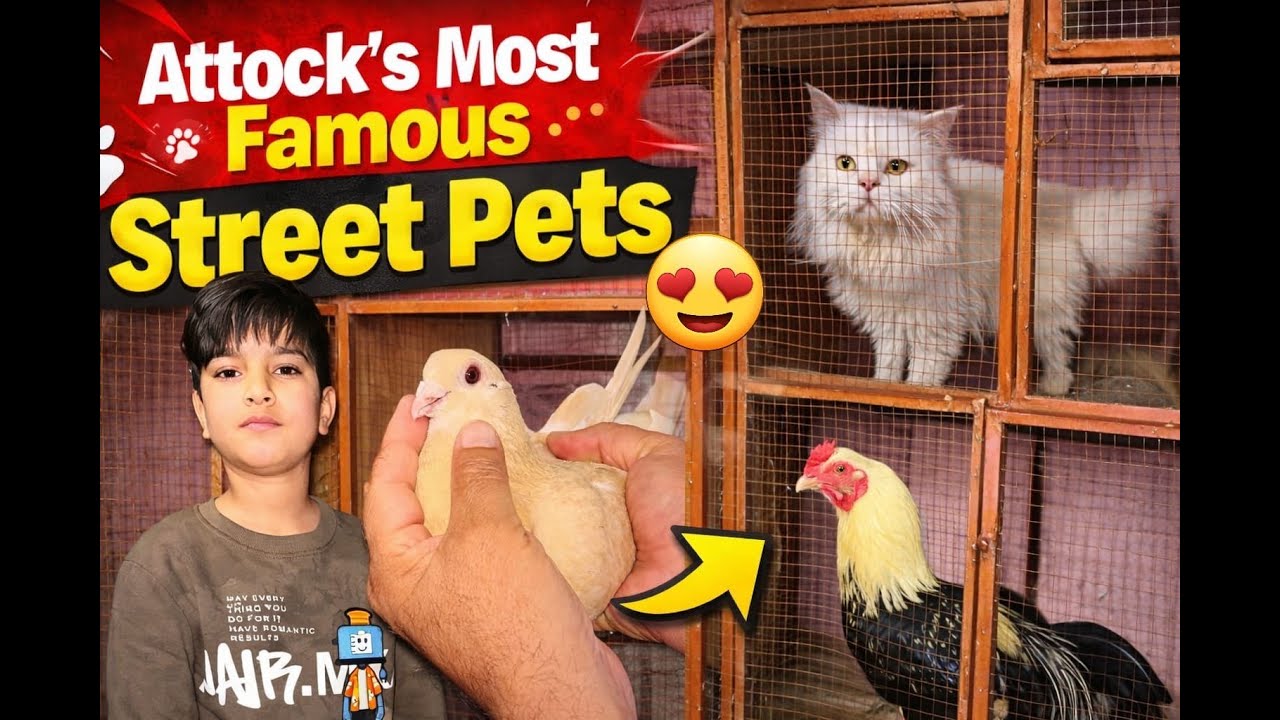Exploring the Famous Pet Street of Attock 🐈🦜🐓