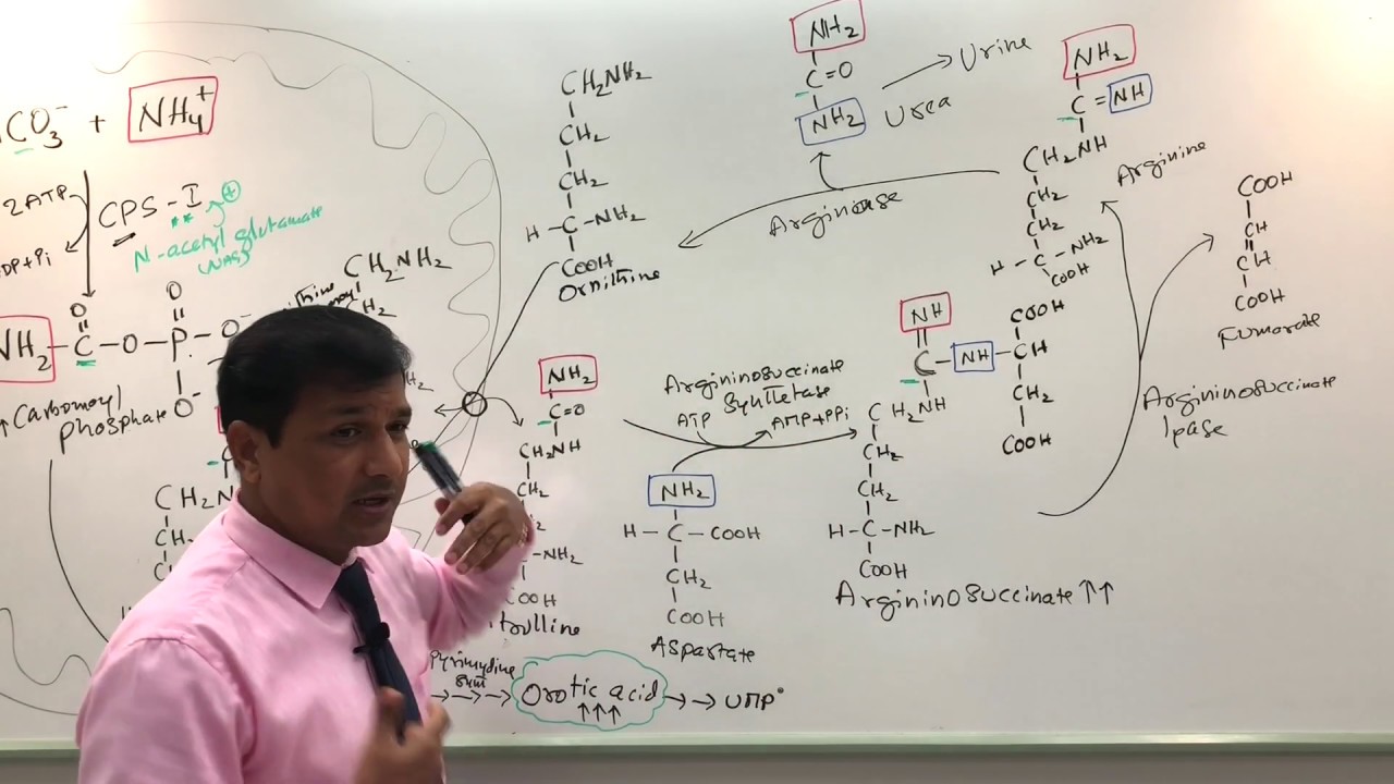 Urea Cycle and Urea Cycle Disorders