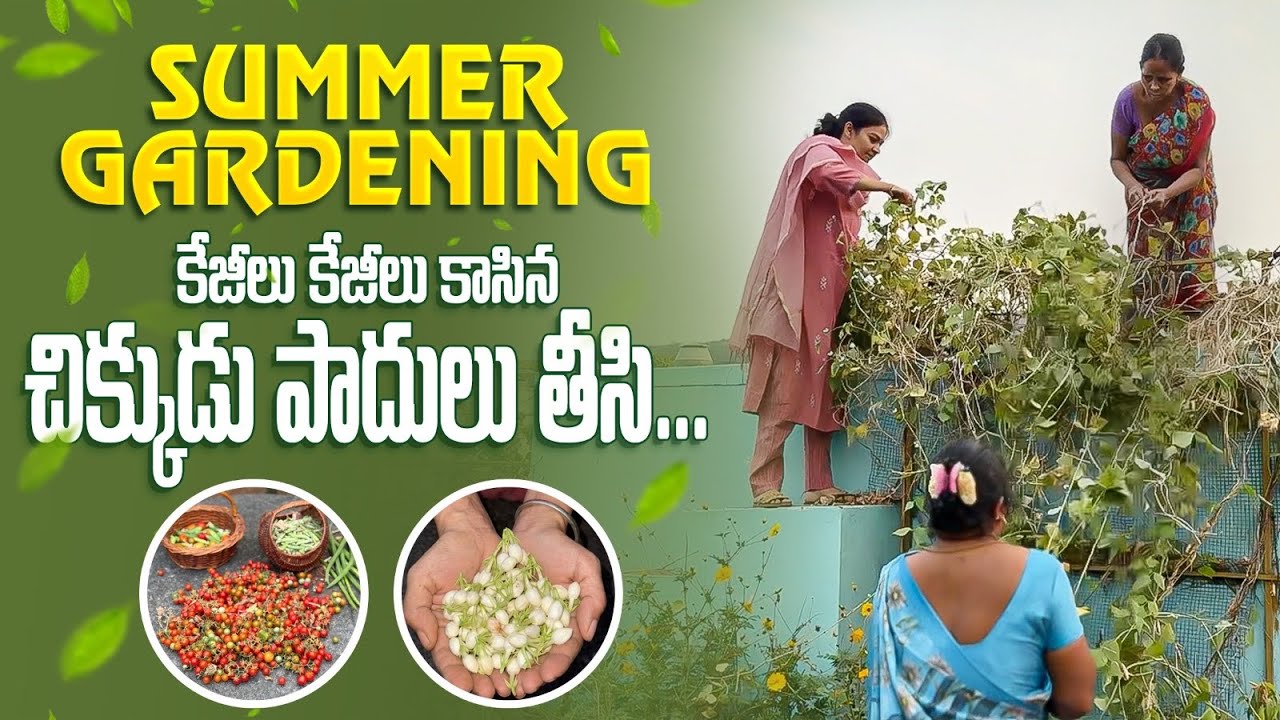 Summer Gardening Tips /ఓపిక లేక పోతే కనీసం ఇలా చెయ్యండి @MADGARDENER  #garden  #summer  #tips   