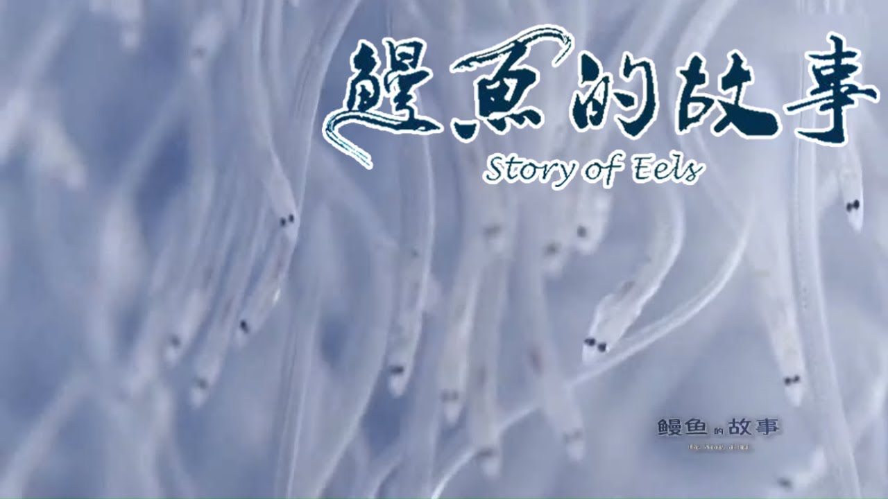 【鰻魚的故事】EP02 美味的源頭