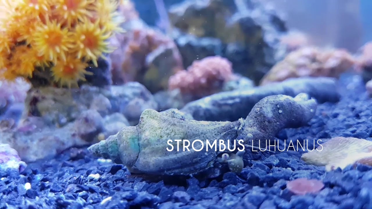 Strombus luhuanus Aqua Polis #136