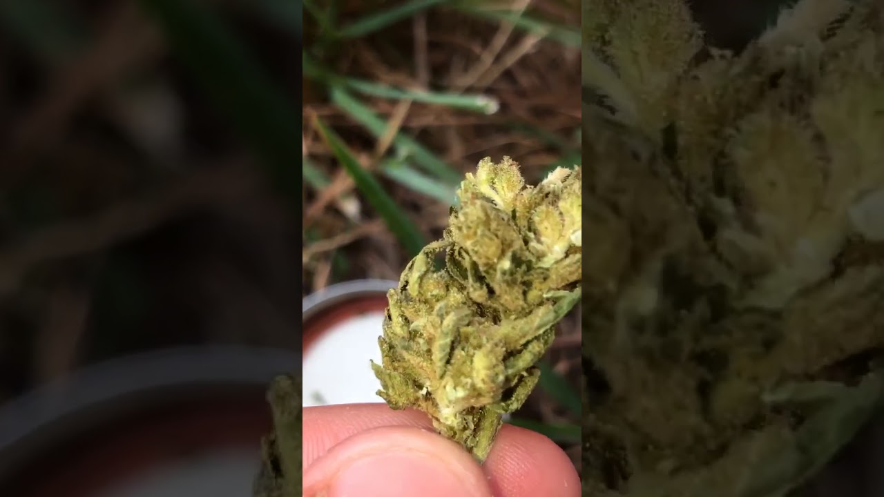 Blueberry Cookies that was Smoked