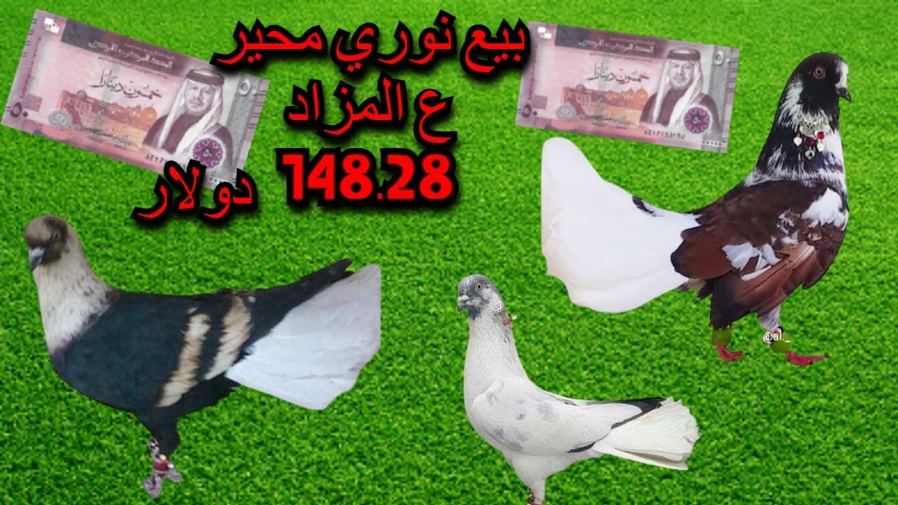 اجمل واغلى انواع الحمام في العالم مزاد على نوريات محيرات وكريميات افضل انواع حمام الكش
