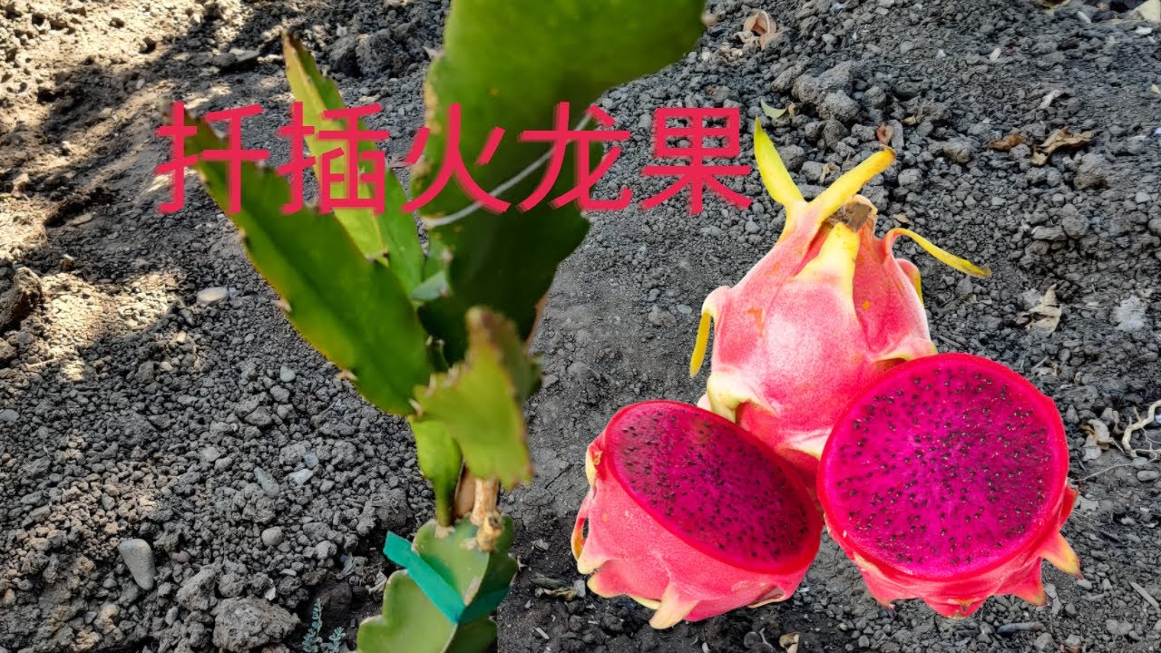 第一次扦插火龙果成功了吗？几个小技巧