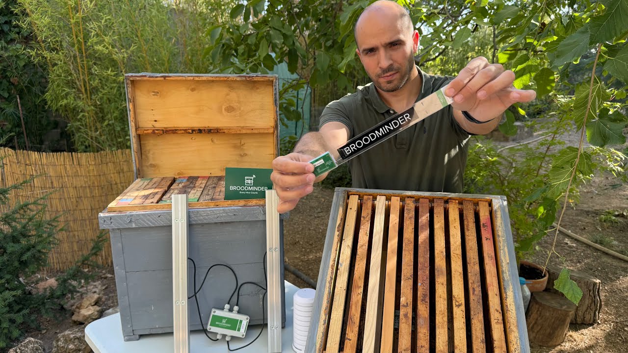 El futuro de la apicultura está aquí: BroodMinder, revisa tus colmenas desde el sofá 📲🐝