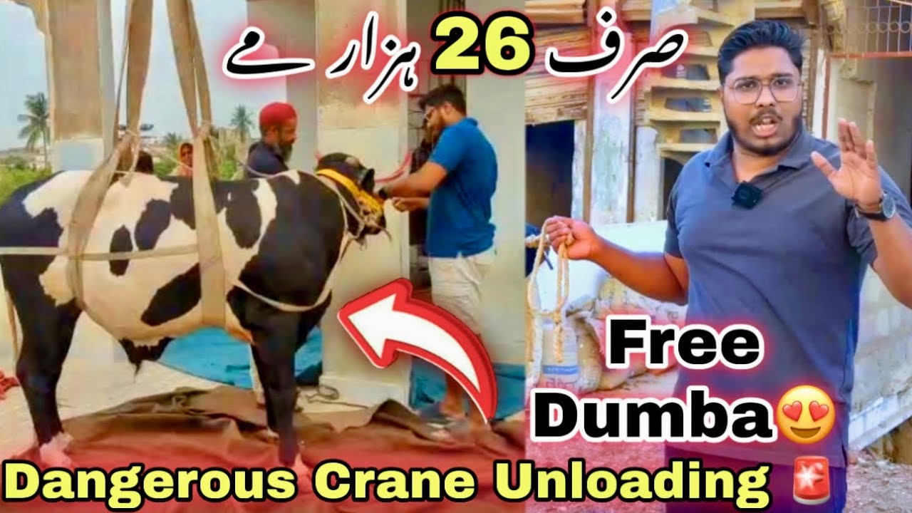 Dangerous Crane Unloading 🚨| Shah Faisal Ka Ghar Me Qurbani 2026 Ka Shoq | Cow Mandi 2026