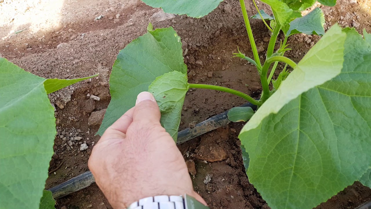 HIYAR AŞAMA-1 BİTKİ KORUMA VE G&Uuml;BRELEME