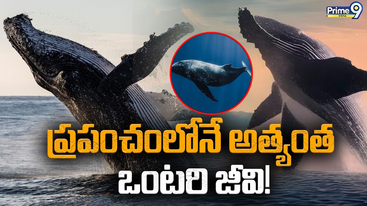 Mystery Of Hertz Whale | ప్రపంచంలోనే అత్యంత ఒంటరి జీవి! | Viral News | Prime9 Digital