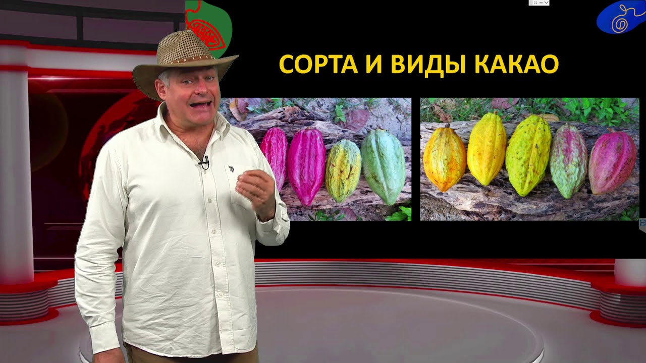 Какао бобы. Сорта, виды и ферментация какао. Лекция Андрея Гречаного