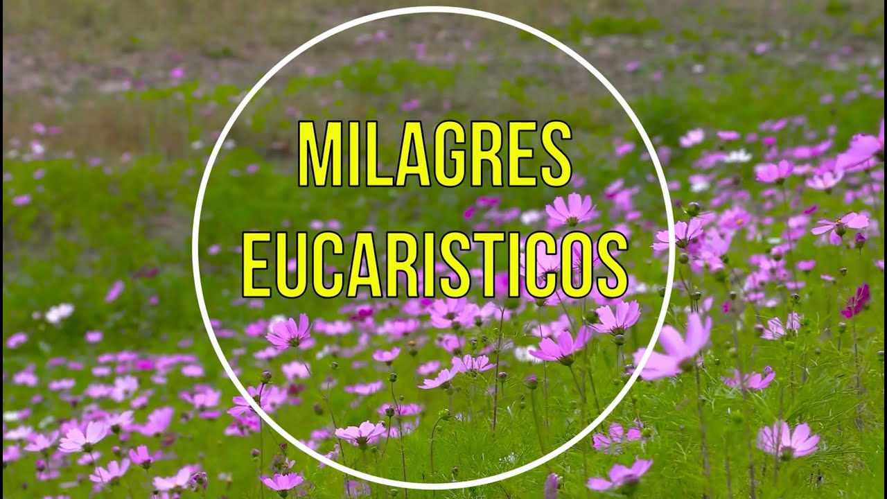 MILAGRES EUCAR&Iacute;STICOS