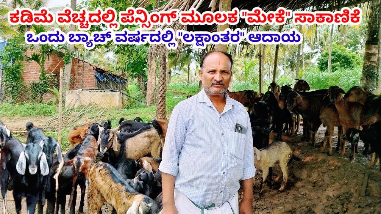 ಕಡಿಮೆ ವೆಚ್ಚದಲ್ಲಿ ಪೆನ್ಸಿಂಗ್ ಮೂಲಕ ಮೇಕೆ ಸಾಕಾಣಿಕೆ | ಒಂದು ಬ್ಯಾಚ್ ವರ್ಷದಲ್ಲಿ ಲಕ್ಷಾಂತರ ಆದಾಯ | Goat Farming