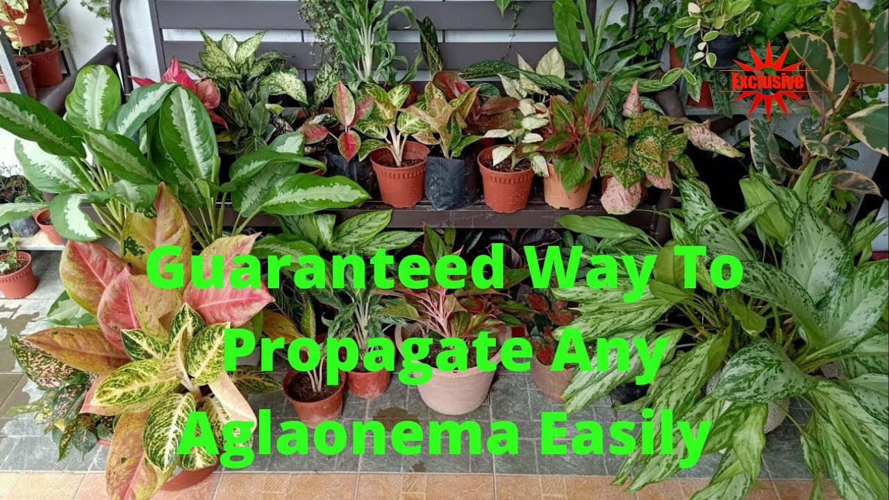 How to Propagate Any Aglaonema Quickly And Easily Using Stem Cuttings | Aglaonema Propagation Method