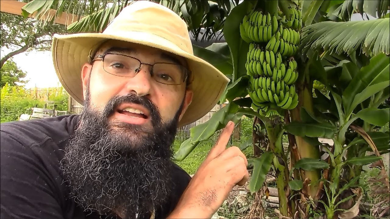 Separating dwarf type banana pups
