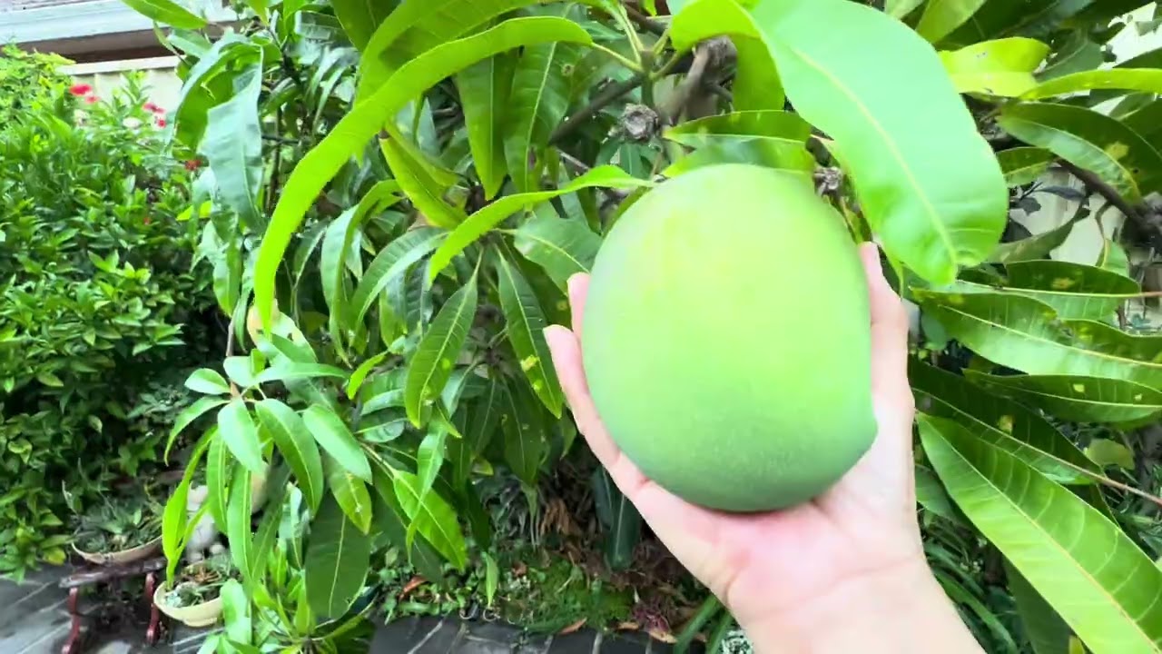 Cây soài thứ hai sau nhà- Sydney 