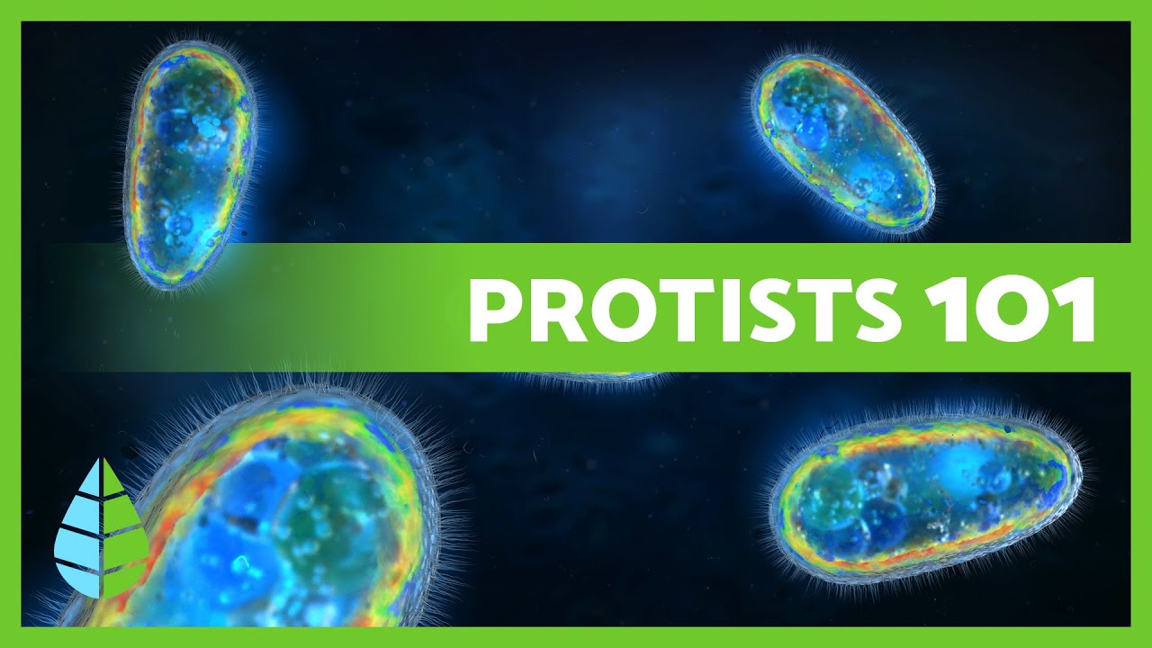 ЦАРСТВО ПРОТИСТОВ🦠 Определение, характеристики и классификация 🔍