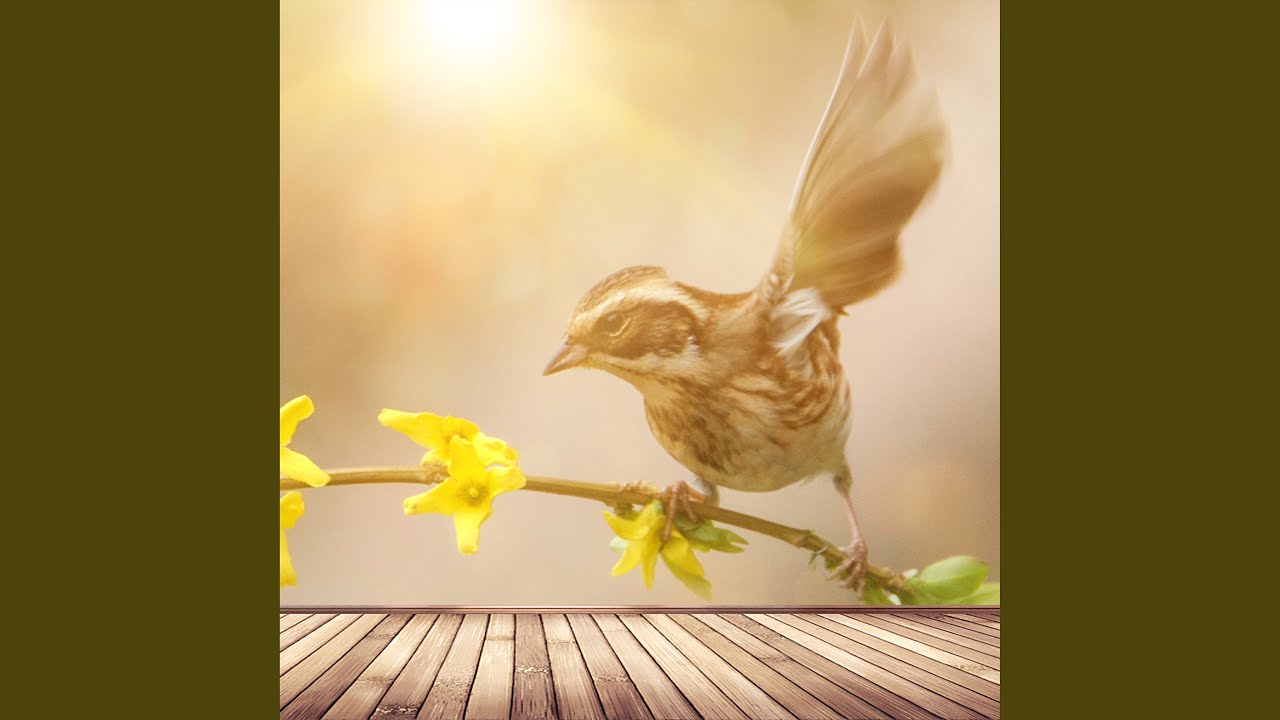 Fly