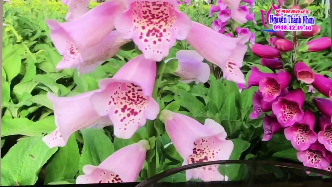 TC:ĐÁM CƯỚI ĐẦU XUÂN /ST:TRẦN THIỆN THANH SONG CA CS THIẾU GIỌNG NAM
