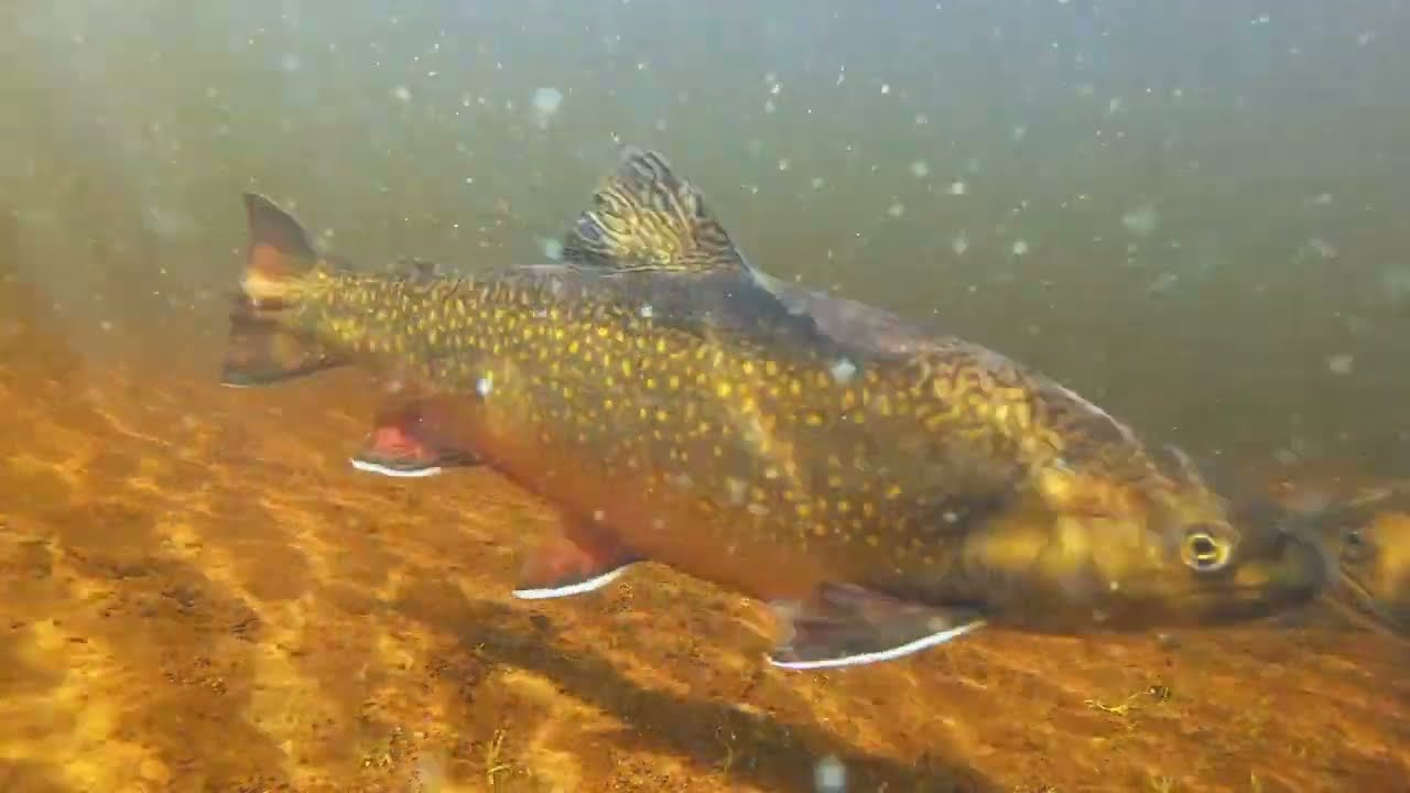 Dry Fly Fishing for Cruising Brook Trout | Labrador