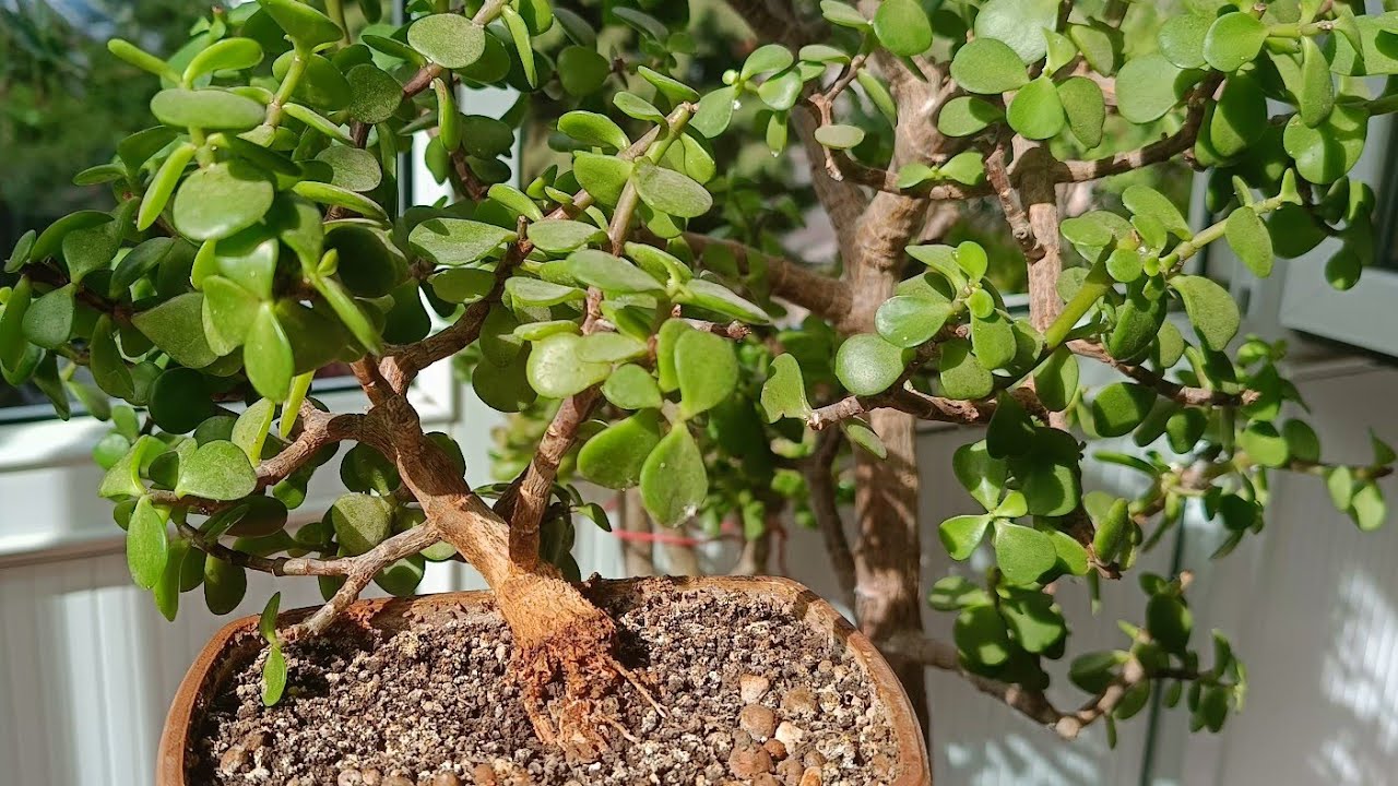 SUKULUNT BUDAMA ZAMANI /PORTULACARIA AFRA /BONSAI AĞAÇI