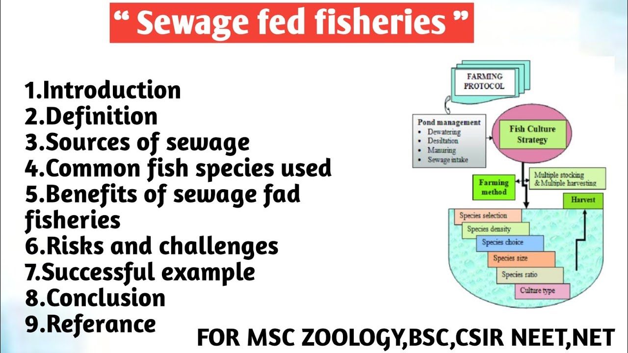 Sewage fed fisheries | Sources of sewage |Common fish species | Benefit | Risk and challenges