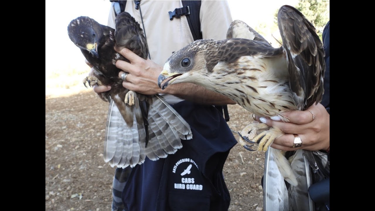 CABS | Honey buzzards shot down in northern Lebanon.