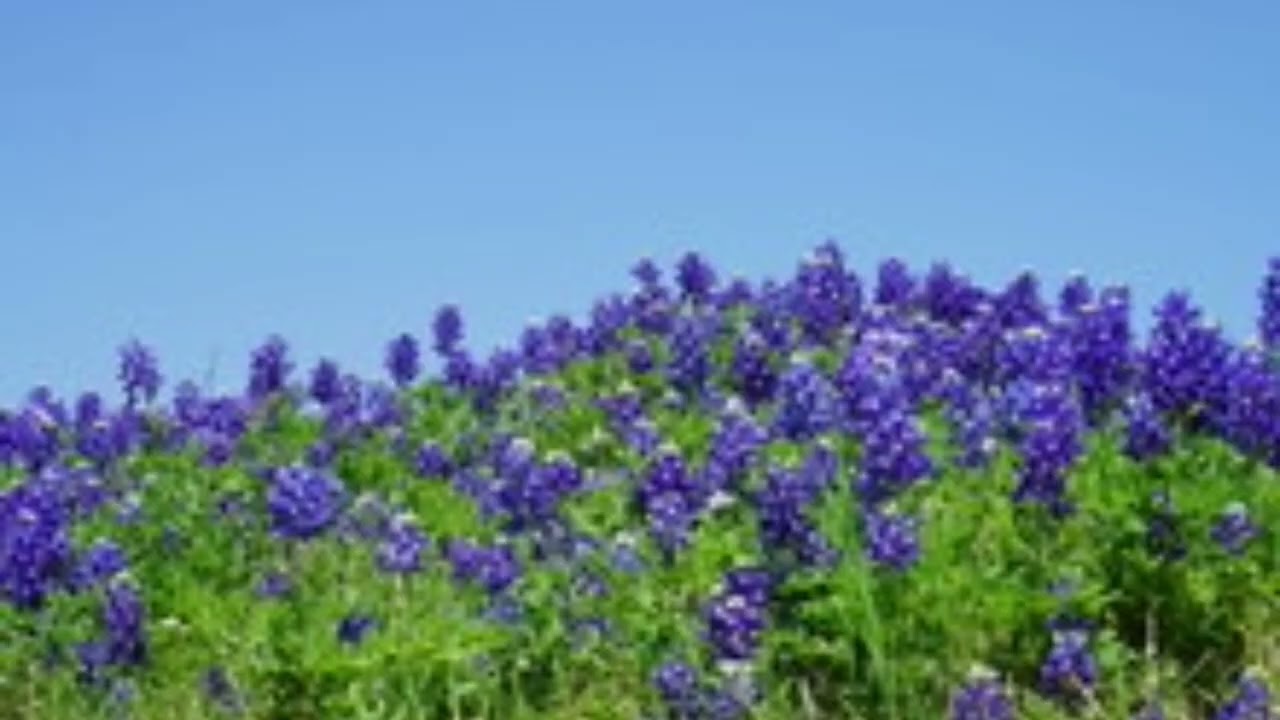 Wildflowers