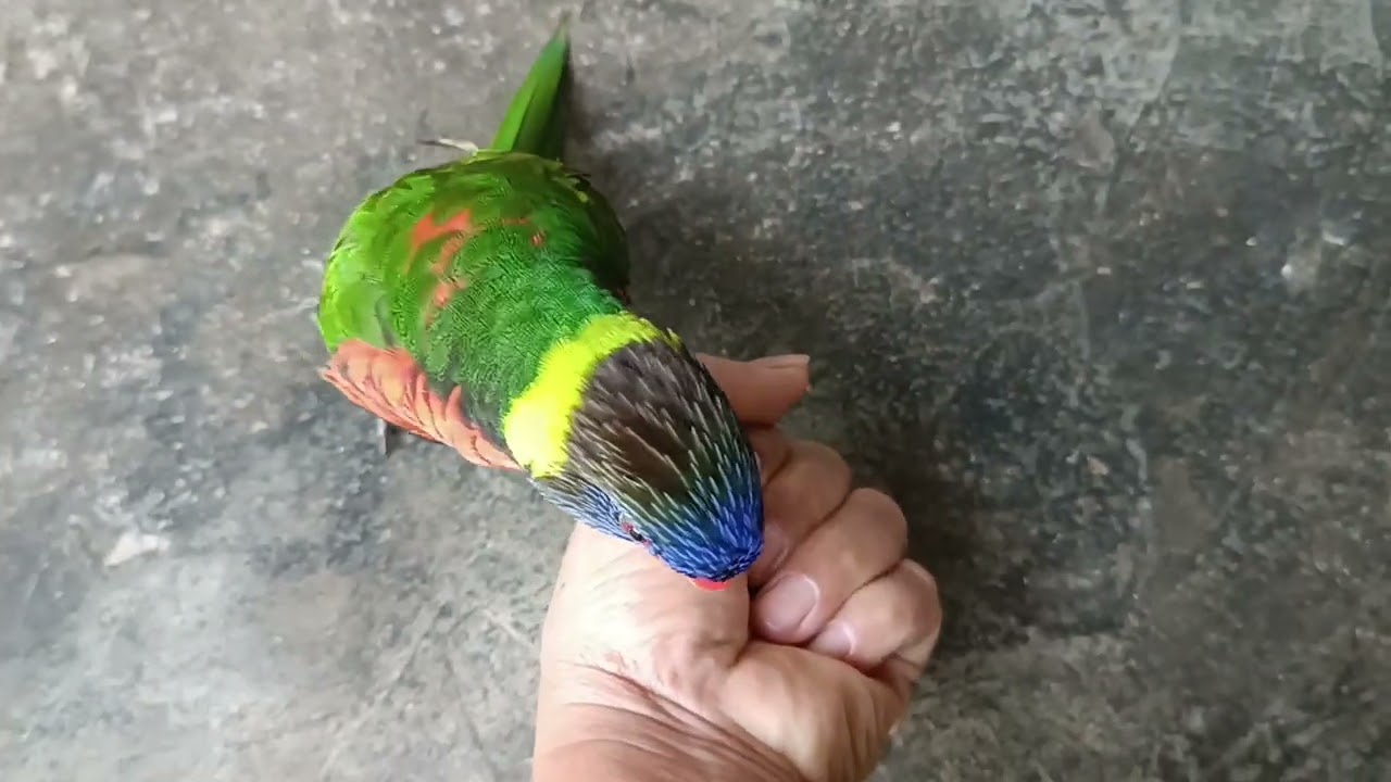 thú cưng vẹt nuôi - có con này cũng vui