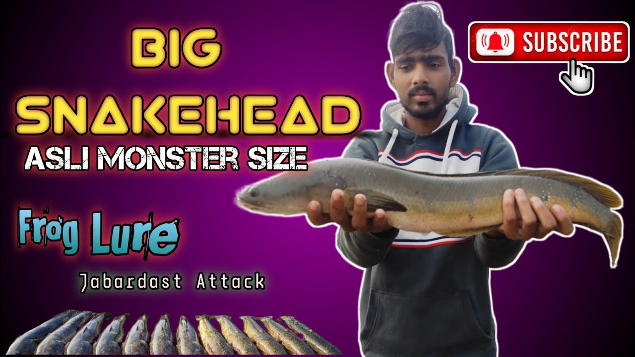 Snakehead fish ​ hunting big maral Technique Real Adventure 🎣🔥👍😱🐬🎣 #fish #fishing 