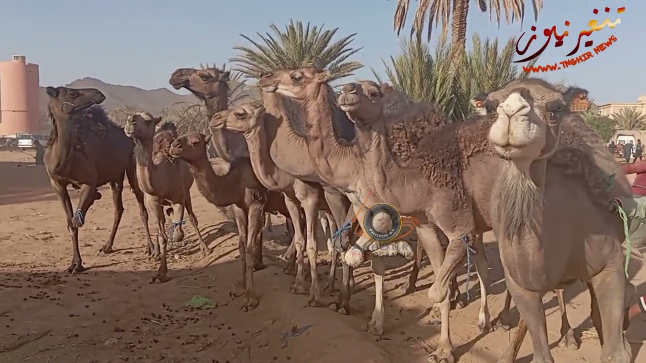 من موسم الحاج عمرو بحارة اليمين جماعة تودغى السفلى اقليم تنغير .