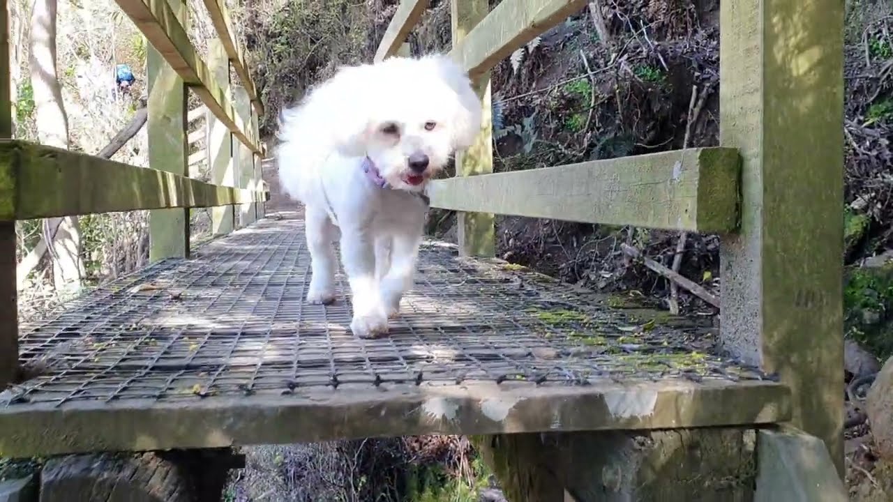 Forest/seaside walk with dogs to a secret lookout with weird flowers