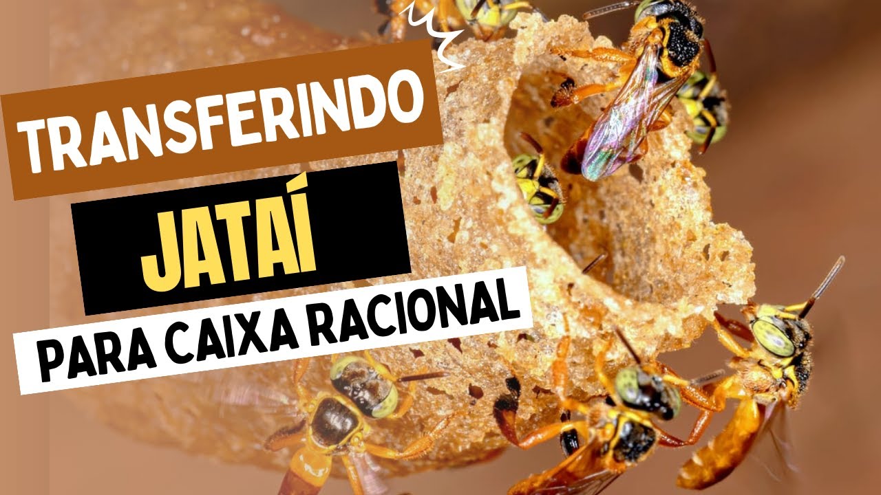 Transferência de Jatai Passo a Passo da Isca para Caixa Racional modelo AF