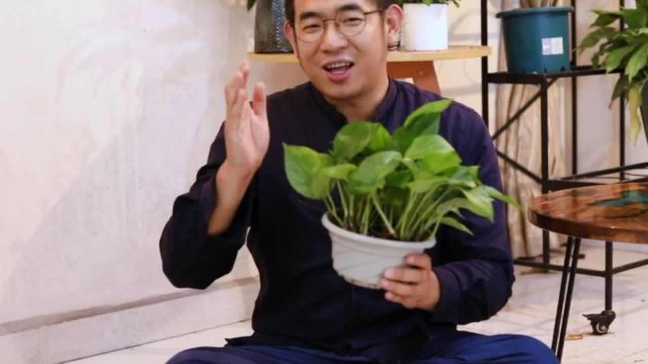 绿萝怎么养？ 园艺师教你，绿萝的详细养护技巧#养#养花