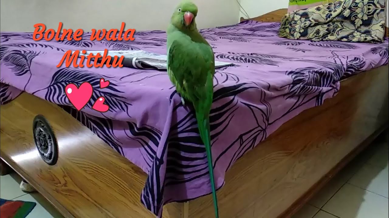 Indian ringneck talking in Hindi