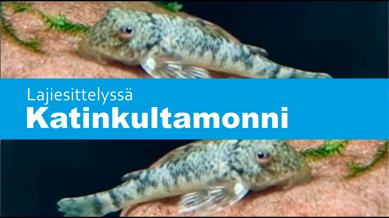 Katinkultamonni