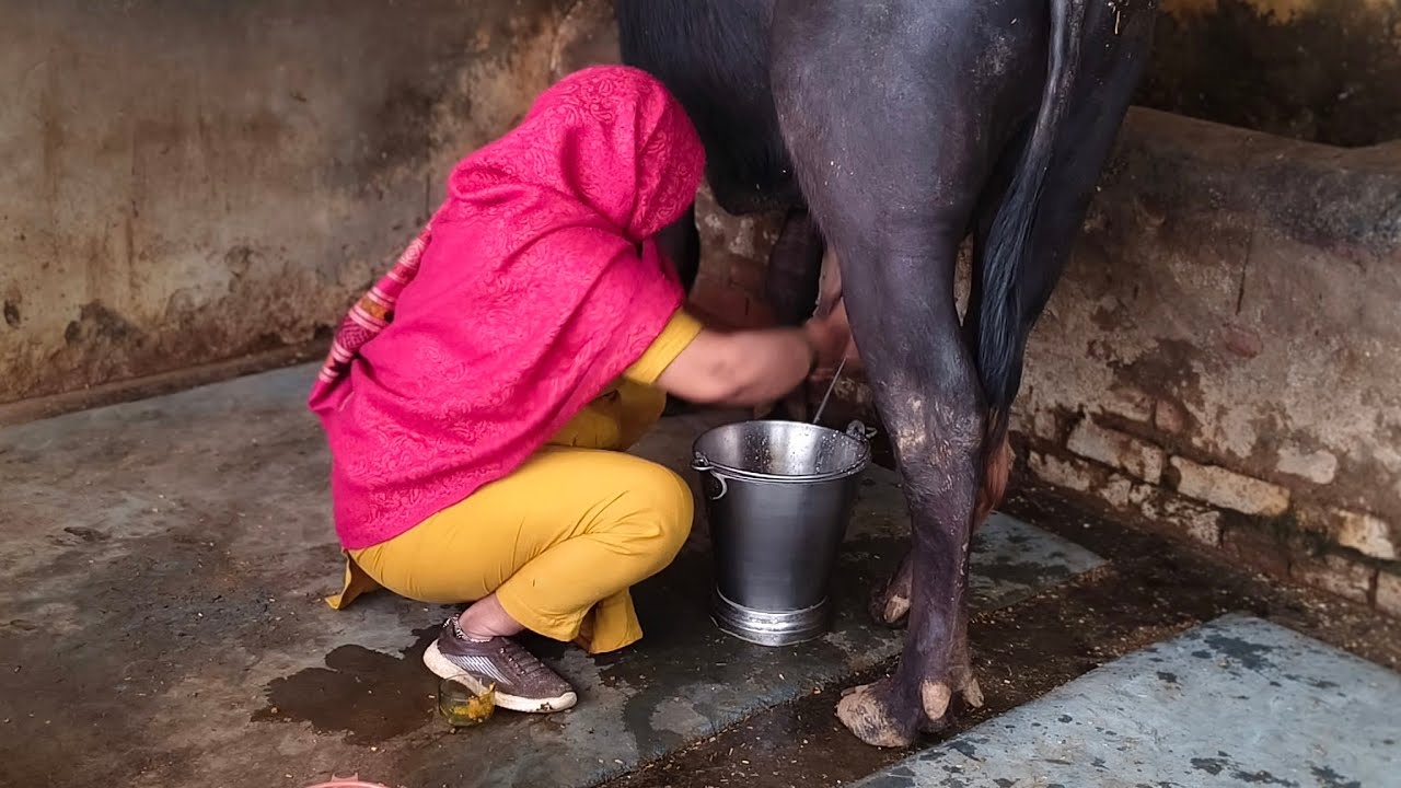 #इतनी सस्ती भैंस लेकर आए हैं हम#🤷‍♀️💁‍♀️💯#trending#buffalomilkingvideo#fullvlogs