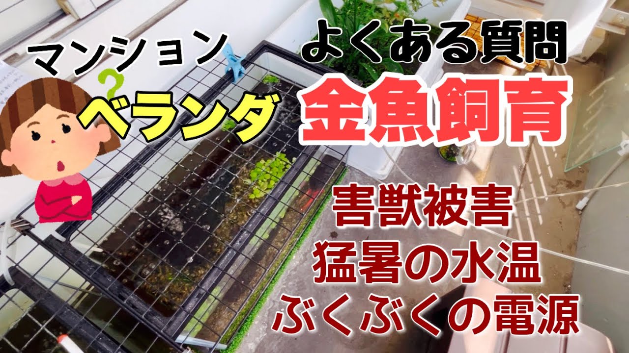 【金魚】ベランダ屋外飼育のよくある質問に答えていくよ。