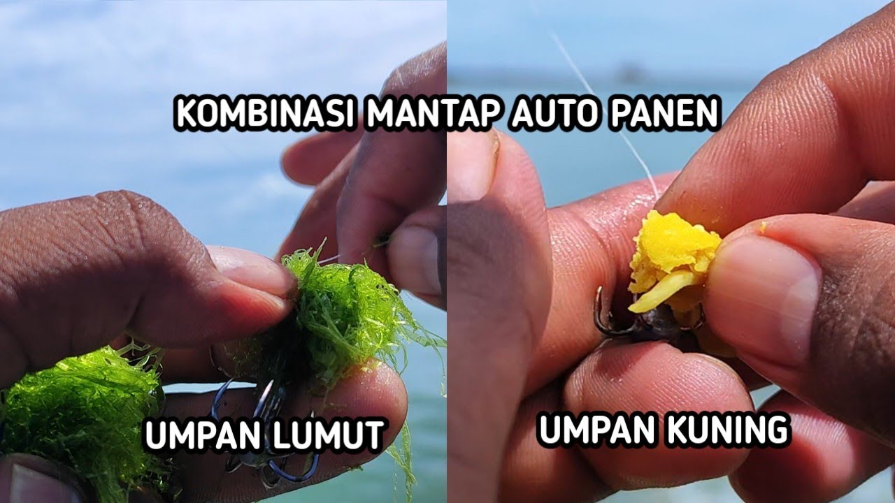 MANCING BARONANG TEKNIK GARONG, UMPAN LUMUT VS UMPAN RACIKAN  #fishing