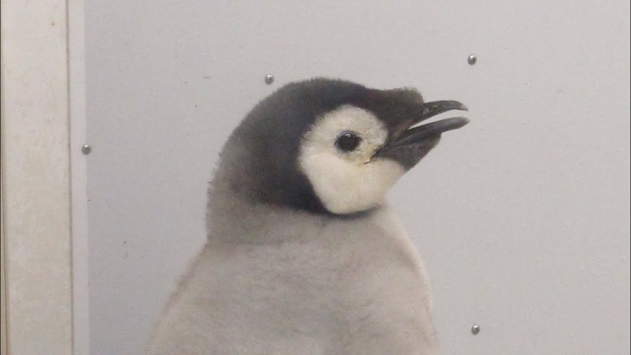 エンペラーペンギンの赤ちゃんの一日 2021.12.23 【アドベンチャーワールド】