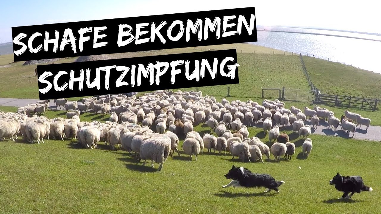 Schafe bekommen Schutzimpfung | Lämmer auf den Salzwiesen im Vorland | DEICHVLOG #17