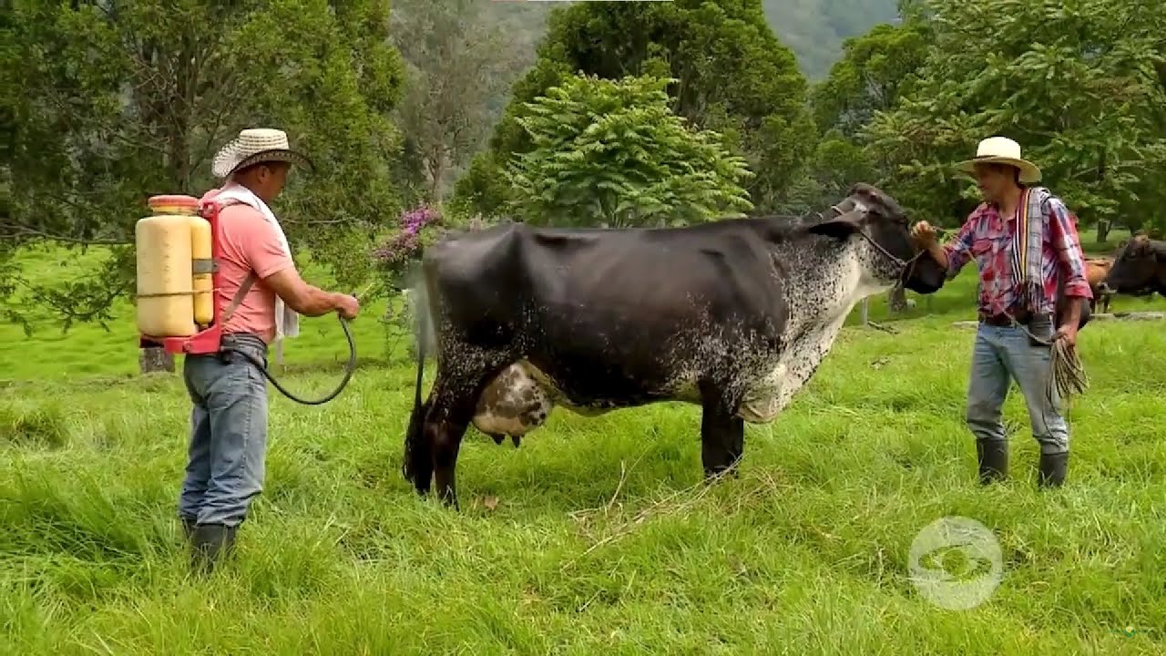 Alternativas sin químicos para el control de moscas y garrapatas en ganadería - La Finca de Hoy