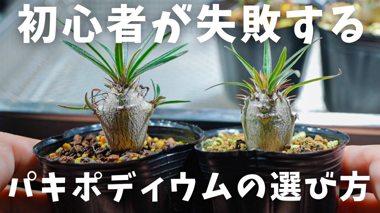 グラキリス実生買うと決めたら見ないと後悔？！丸くなる株の見分け方。