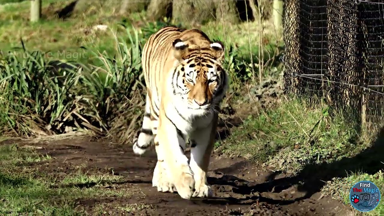 Animals At Knowsley Safari Park Foot Safari and Drive Safari