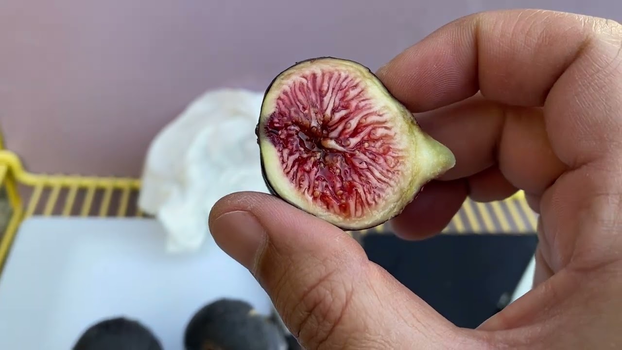 مقارنة صنفين تين متشابهين مديرا اسود وفيكو بريتو Figo Preto and Black Madeira Fig