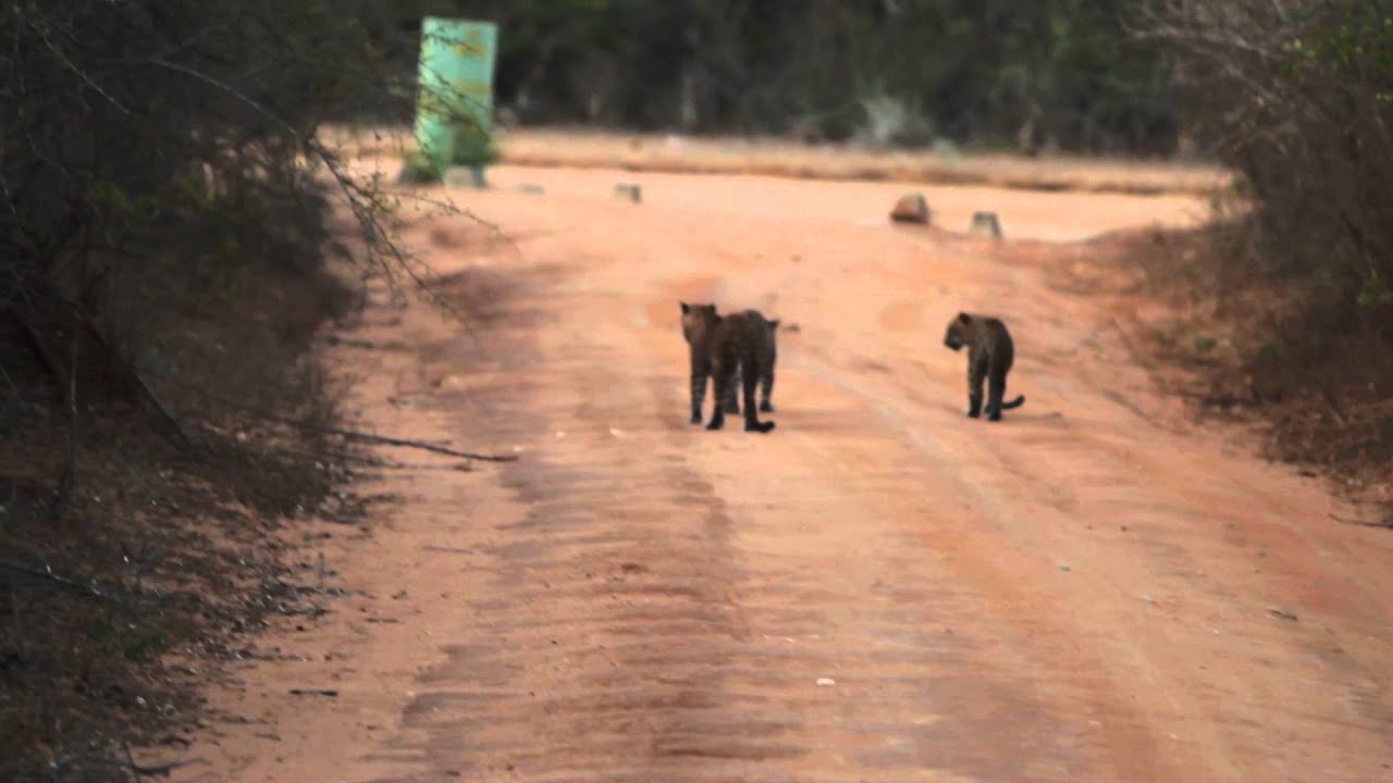THREE LEOPARDS in Yala with Noel Rodrigo